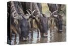 Stretched Canvas