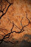 Tree Shadow on Red Rock-dlphoto6-Photographic Print