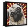 Dlynn's Dogs - Puggins-Dlynn Roll-Framed Stretched Canvas