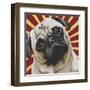 Dlynn's Dogs - Puggins-Dlynn Roll-Framed Art Print