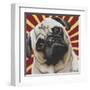 Dlynn's Dogs - Puggins-Dlynn Roll-Framed Art Print