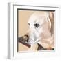 Dlynn's Dogs - Shell-Dlynn Roll-Framed Art Print