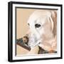 Dlynn's Dogs - Shell-Dlynn Roll-Framed Art Print