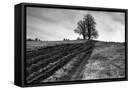 Framed Canvas