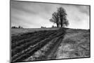 Wood Mount
