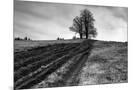 Wood Mount