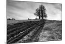 Wood Mount
