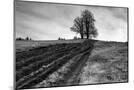 Wood Mount