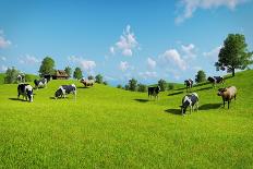 Rural Landscape with a Herd of Cows Grazing on the Green Hills Nearby from the Rustic House. Realis-DMG Vision-Art Print