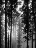 Trees Standing in the Black Forest-Dmitri Kessel-Photographic Print