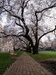 Alley between Benches and Cherry Blooming Trees at University Campus-Dmitri Kotchetov-Photographic Print