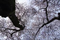 Alley between Benches and Cherry Blooming Trees at University Campus-Dmitri Kotchetov-Photographic Print