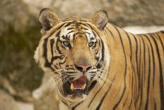 Adult Indochinese Tiger at the Waterside.-Dmitry Chulov-Photographic Print