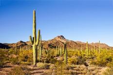 Cactus Desert Landscape. Cactuses View. Cacti Desert Landscape-Dmitry Demkin-Stretched Canvas