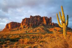 Cactus Desert Landscape. Cactuses View. Cacti Desert Landscape-Dmitry Demkin-Stretched Canvas