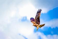 Hawk Fly in Sky. Hawk Wings-Dmitry Demkin-Laminated Photographic Print