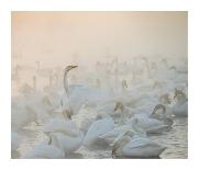 Song of the Morning Light-Dmitry Dubikovskiy-Mounted Photographic Print