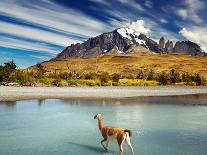 Guanaco in Torres Del Paine National Park, Patagonia, Chile-Dmitry Pichugin-Photographic Print