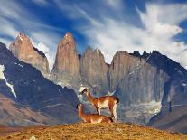 Guanaco Crossing the River in Torres Del Paine National Park, Patagonia, Chile-Dmitry Pichugin-Framed Photographic Print