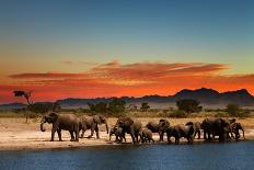 Herd of Elephants in African Savanna at Sunset-Dmitry Pichugin-Photographic Print