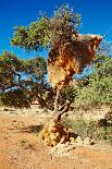 Tree with Big Nest of Weaver Birds Colony, Kalahari Desert, Namibia-DmitryP-Photographic Print