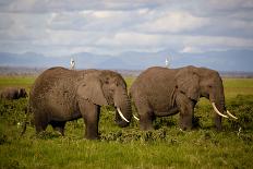 Acia Tree with Springbok Herd-dmussman-Photographic Print