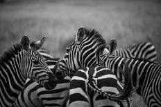 Acia Tree with Springbok Herd-dmussman-Photographic Print