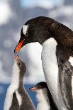 Female Gentoo Penguins and Chicks During Feeding-Dmytro Pylypenko-Mounted Photographic Print