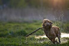 Redhead Spaniel Dog Running with a Stick in the Grass and Puddles-Dmytro Vietrov-Stretched Canvas