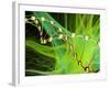 DNA And Nerve Cell, Computer Artwork-PASIEKA-Framed Photographic Print