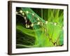 DNA And Nerve Cell, Computer Artwork-PASIEKA-Framed Photographic Print