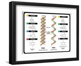 DNA and RNA-udaix-Framed Art Print