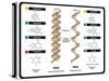 DNA and RNA-udaix-Stretched Canvas