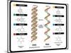 DNA and RNA-udaix-Mounted Art Print