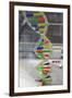 Dna. Deoxyribonucleic Acid, Model-null-Framed Giclee Print