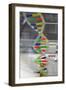 Dna. Deoxyribonucleic Acid, Model-null-Framed Giclee Print