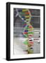 Dna. Deoxyribonucleic Acid, Model-null-Framed Giclee Print