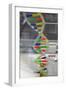 Dna. Deoxyribonucleic Acid, Model-null-Framed Giclee Print