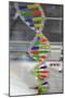 Dna. Deoxyribonucleic Acid, Model-null-Mounted Giclee Print