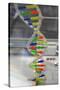 Dna. Deoxyribonucleic Acid, Model-null-Stretched Canvas