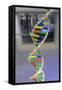 Dna. Deoxyribonucleic Acid, Model-null-Framed Stretched Canvas