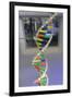 Dna. Deoxyribonucleic Acid, Model-null-Framed Giclee Print