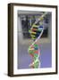 Dna. Deoxyribonucleic Acid, Model-null-Framed Giclee Print