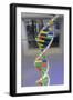 Dna. Deoxyribonucleic Acid, Model-null-Framed Giclee Print