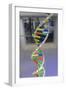 Dna. Deoxyribonucleic Acid, Model-null-Framed Giclee Print