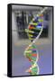 Dna. Deoxyribonucleic Acid, Model-null-Framed Stretched Canvas