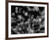 DNA Helices-Christian Darkin-Framed Photographic Print