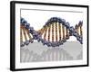 DNA Molecule, Computer Artwork-PASIEKA-Framed Photographic Print