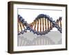 DNA Molecule, Computer Artwork-PASIEKA-Framed Photographic Print