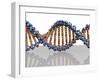 DNA Molecule, Computer Artwork-PASIEKA-Framed Photographic Print